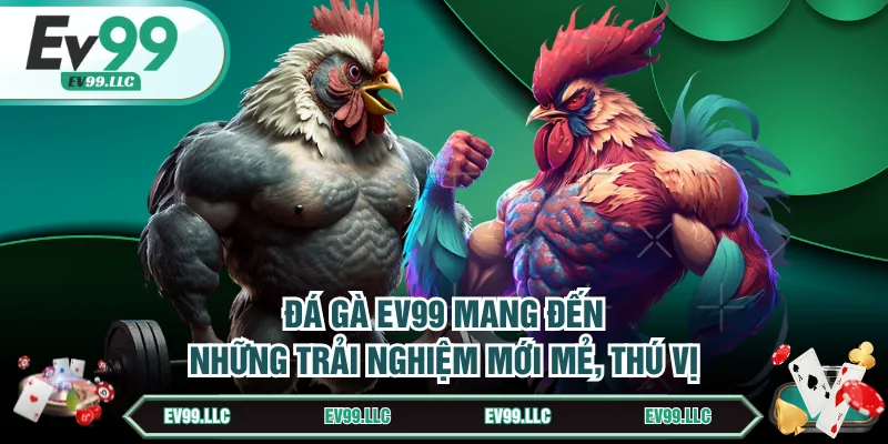 Đá gà EV99 mang đến những trải nghiệm mới mẻ, thú vị